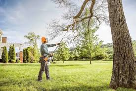 Reliable Haddon Heights, NJ Tree Care Services Solutions